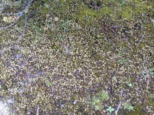 Muehlenbeckia axillaris creeping pōhuehue