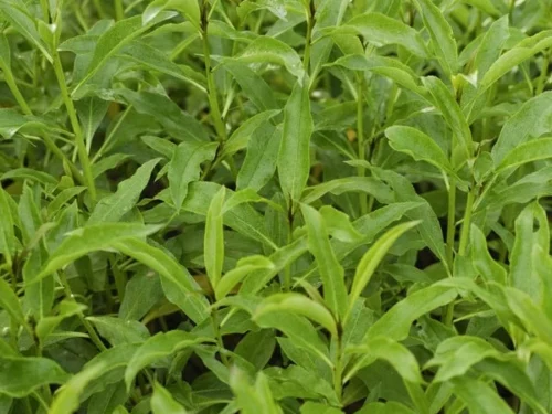 myoporum-laetum Myoporum laetum