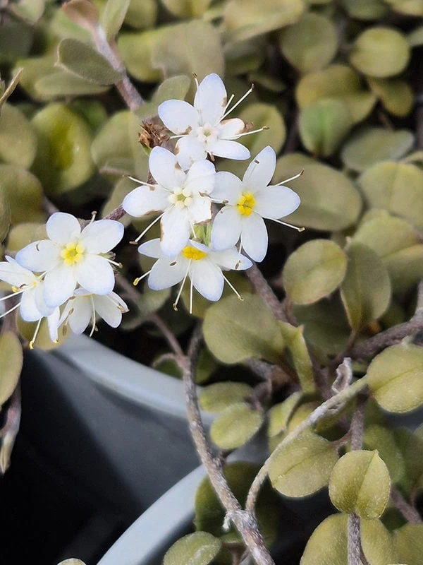 Myosotis petiolata