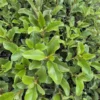 olearia-furfuracea Olearia furfuracea