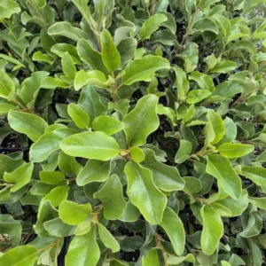 Olearia furfuracea
