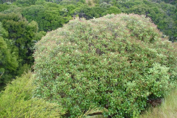 olearia-furfuracea Olearia furfuracea