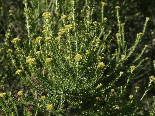 ozothamnus-leptophylla Ozothamnus leptophylla