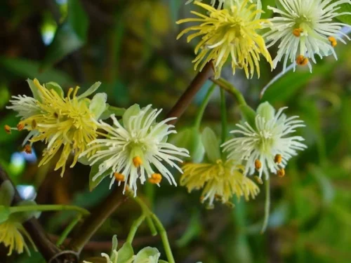 Passiflora tetrandra