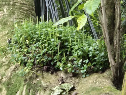 peperomia-urvilleana Peperomia urvilleana