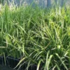 phormium-cookianum Phormium cookianum