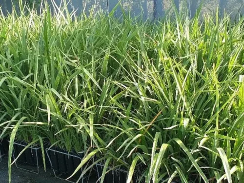 phormium-cookianum Phormium cookianum
