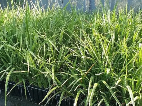 phormium-cookianum Phormium cookianum