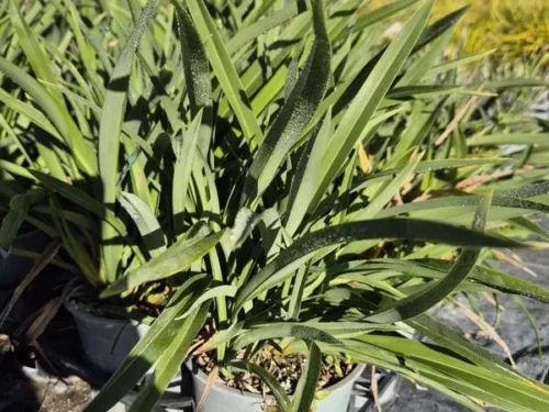 phormium-emerald-gem Phormium emerald gem