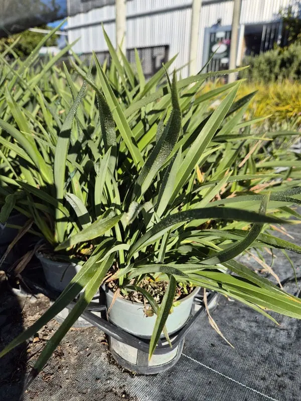 phormium-emerald-gem Phormium emerald gem
