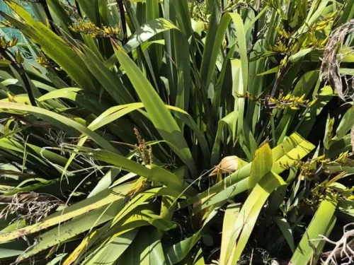 phormium-tautane Phormium tautane