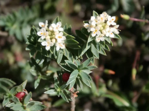 pimelea-mimosa Pimelea mimosa