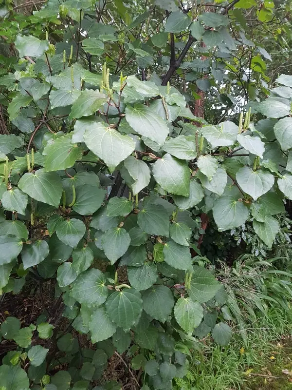 Piper excelsum