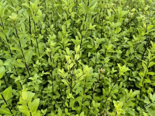 pittosporum-colensoi Pittosporum colensoi