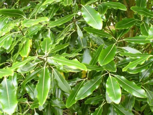 pittosporum-eugenioides Pittosporum eugenioides