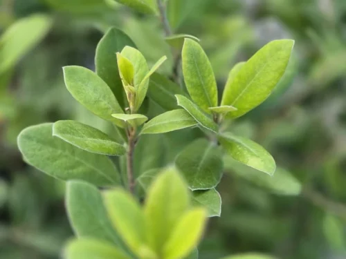 pittosporum-ralphii Pittosporum ralphii