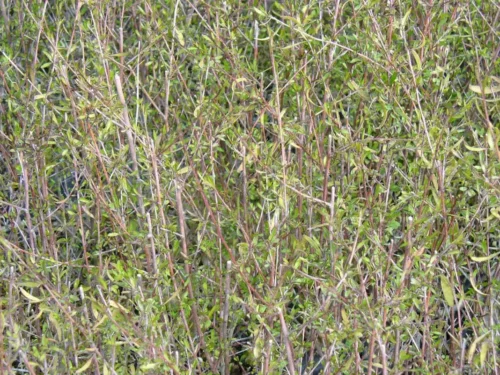 plagianthus-divaricatus Plagianthus divaricatus