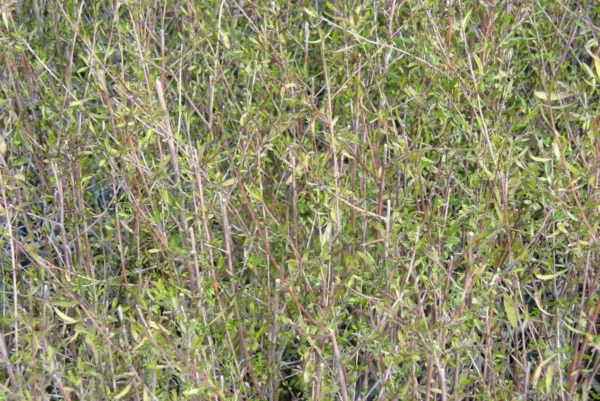 Plagianthus divaricatus