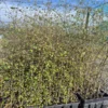 plagianthus-regius Plagianthus regius
