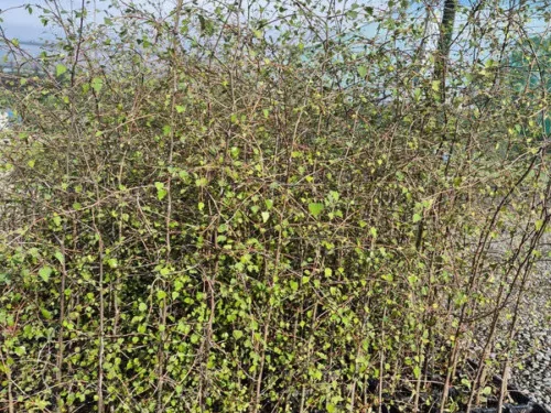 plagianthus-regius Plagianthus regius