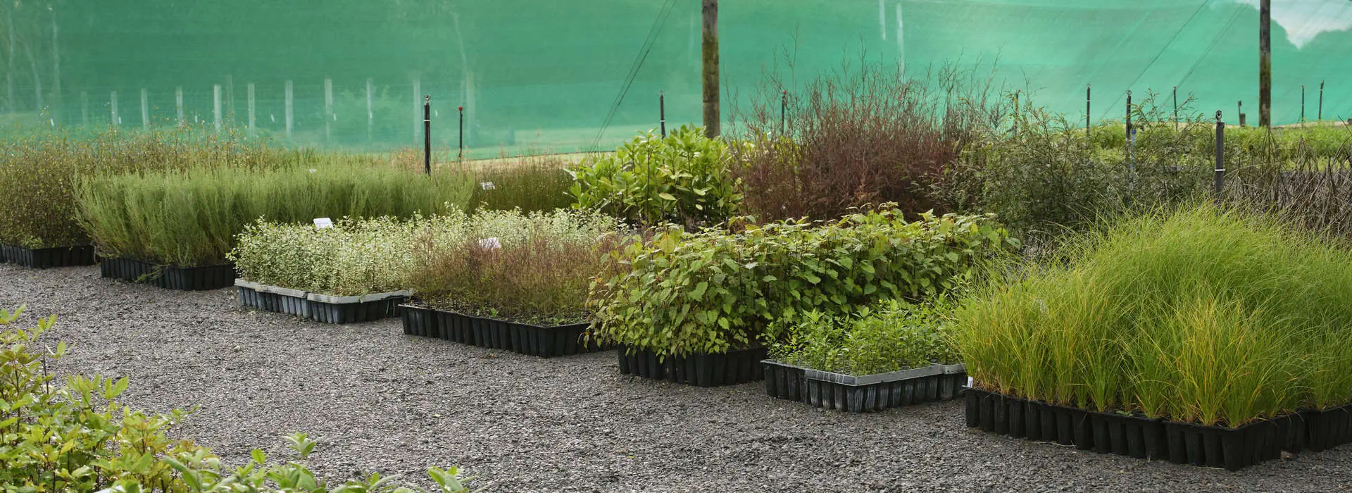 plant-hawkes-bay-banner-nursery-plants-04 Plant hawkes bay banner nursery plants