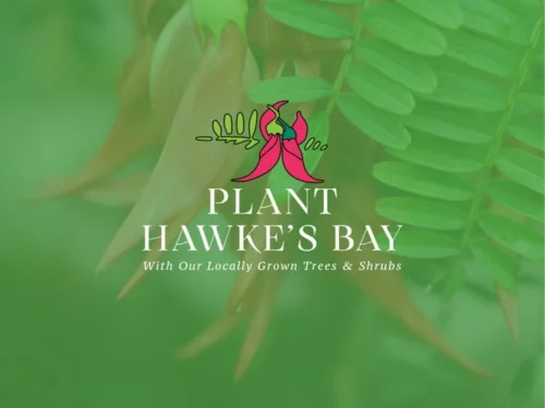 plant-hawkes-bay-product-default-1 Plant hawkes bay product default