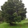 podocarpus-totara Podocarpus totara