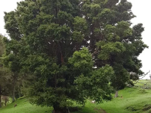 podocarpus-totara Podocarpus totara