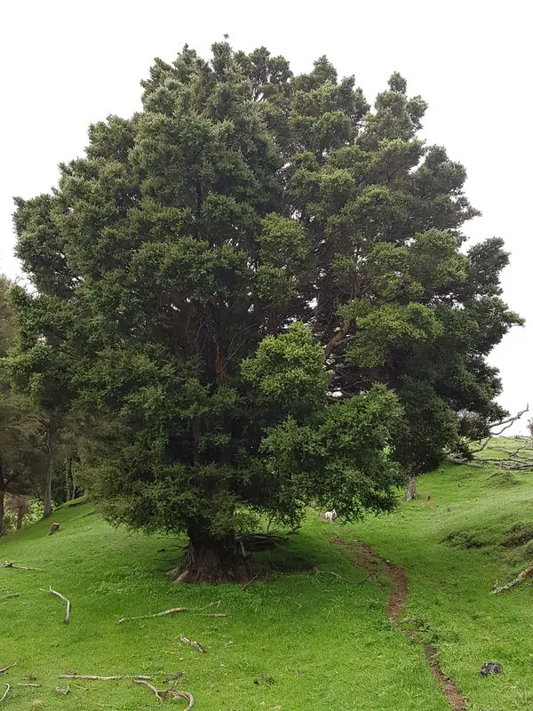 podocarpus-totara Podocarpus totara