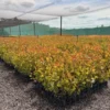 poplar-veronese-1.5l Poplar veronese 1.5l