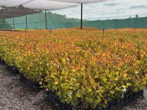 Poplar veronese 1.5l