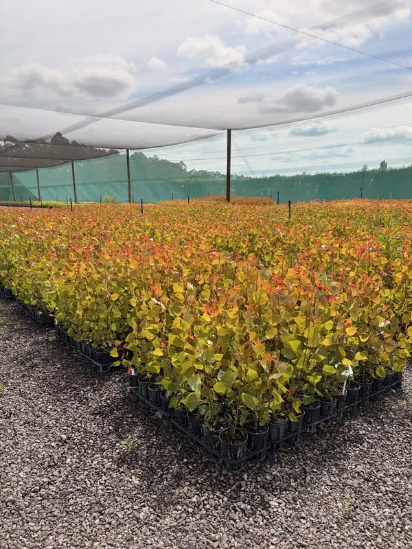 poplar-veronese-1.5l Poplar veronese 1.5l