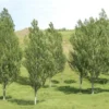 populus-deltoides-x-nigra-veronese-poplar Populus deltoides x nigra veronese poplar