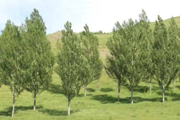 populus-deltoides-x-nigra-veronese-poplar Populus deltoides x nigra veronese poplar