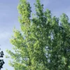 Populus deltoides x yunnanensis kawa poplar