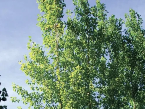 Populus deltoides x yunnanensis kawa poplar
