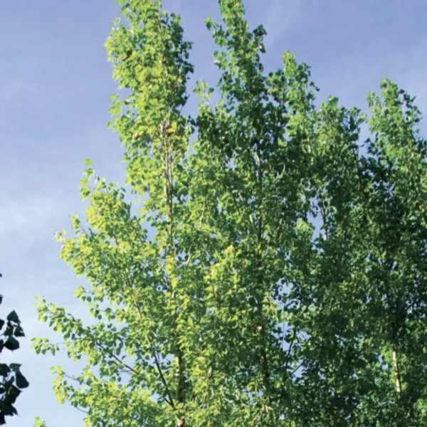 Populus deltoides x yunnanensis kawa poplar