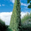 populus-euramericana-x-nigra-crowsnest-poplar Populus euramericana x nigra crowsnest poplar
