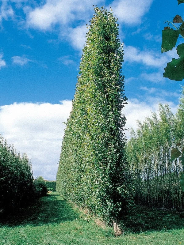 populus-euramericana-x-nigra-crowsnest-poplar Populus euramericana x nigra crowsnest poplar