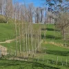 populus-veronese-3 Populus veronese