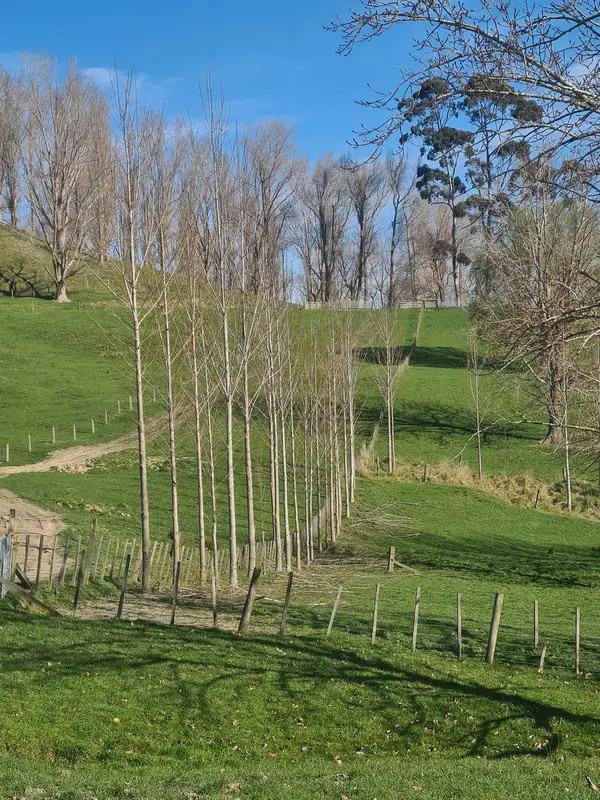 populus-veronese-3 Populus veronese