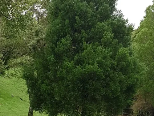 prumnopitys-taxifolia Prumnopitys taxifolia