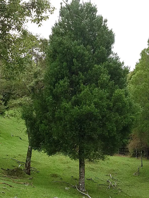 prumnopitys-taxifolia Prumnopitys taxifolia