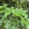 Pseudopanax arboreus