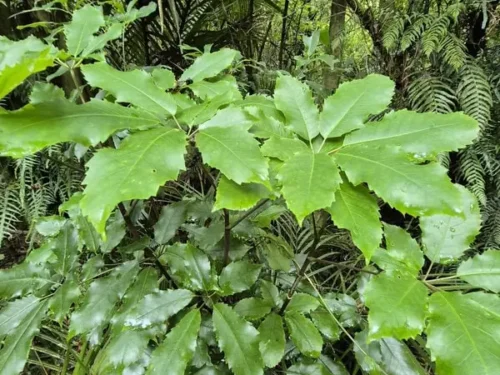 pseudopanax-arboreus-1 Pseudopanax arboreus