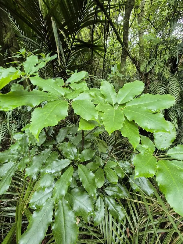 Pseudopanax arboreus
