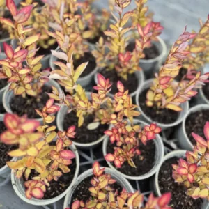 Pseudowintera colorata moulin rouge (Horopito / Pepper Tree)