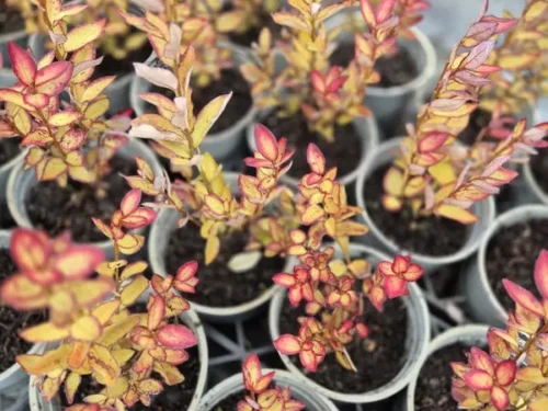 Pseudowintera moulin rouge
