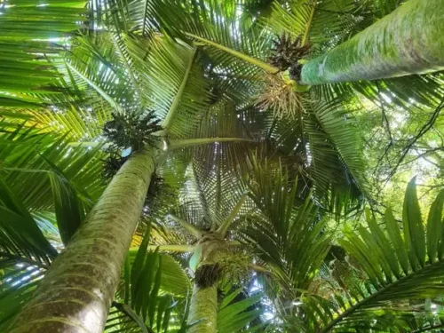 rhopalostylis-sapida Rhopalostylis sapida
