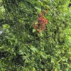 ripogonum-scandens-supplejack-1 Ripogonum scandens supplejack